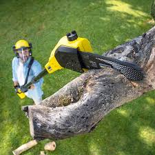 Best Lawn Renovation and Restoration  in Vandenberg Af, CA