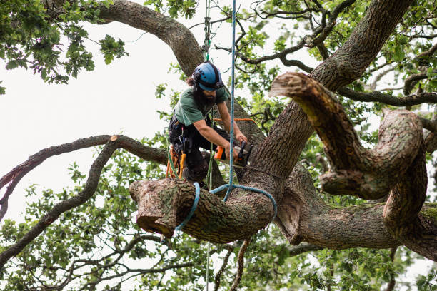 Best Tree Cabling and Bracing  in Vandenberg Af, CA