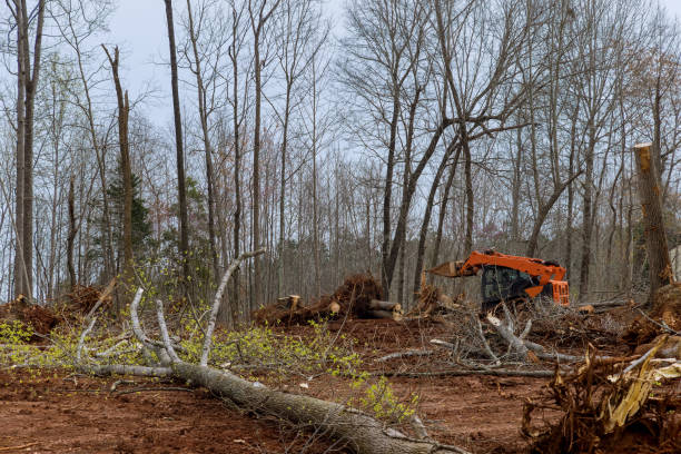 Best Tree Removal  in Vandenberg Af, CA