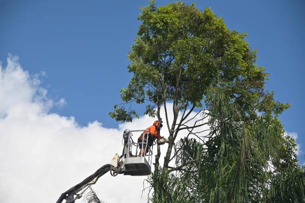 Best Utility Line Clearance  in Vandenberg Af, CA