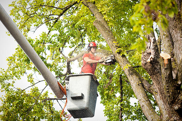 How Our Tree Care Process Works  in  Vandenberg Af, CA