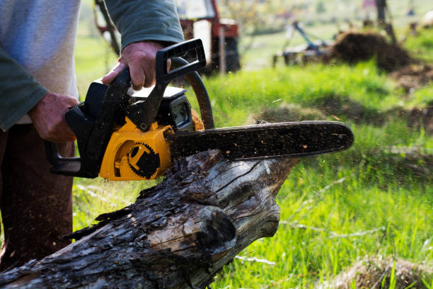 Best Tree Maintenance Programs  in Vandenberg Af, CA